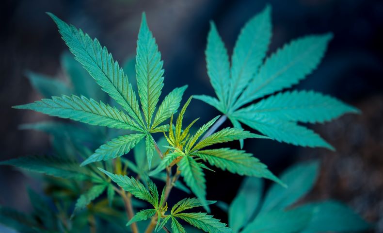 Marijuana and the solar industry